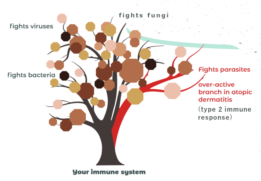 Why do I have atopic dermatitis
